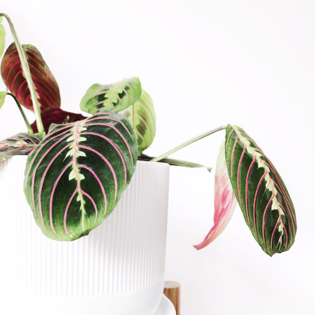 maranta-leuconeura-fascinator-rastlinkovo