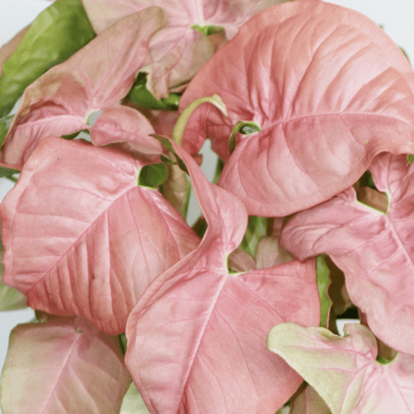 syngonium-podophyllum-neon-robusta-rastlinkovo