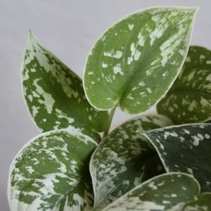 scindapsus-pictus-argyraeus-rastlinkovo