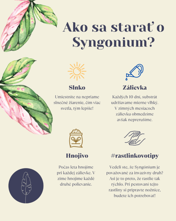 Syngonium-ako-sa-starat-o-rastliny-rastlinkovo