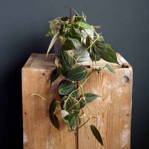 philodendron-scandens-micans-rastlinkovo