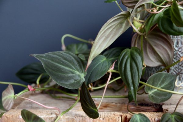 philodendron-scandens-micans-rastlinkovo