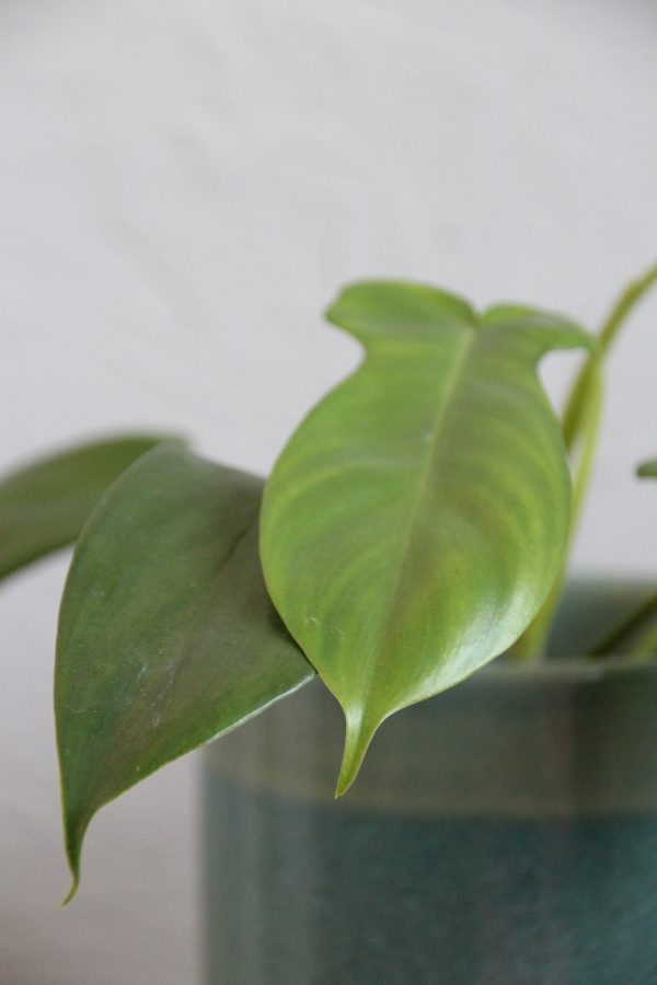 philodendron-florida-green-rastlinkovo