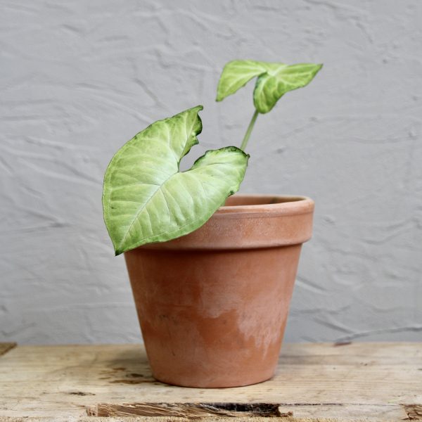 syngonium-white-butterfly-rastlinkovo