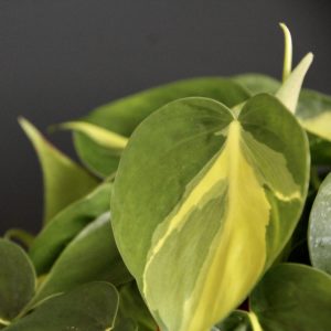 philodendron-brasil-rastlinkovo