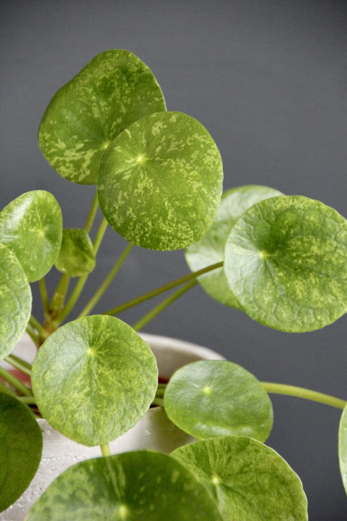 pilea-peperomioides-mojito-rastlinkovo