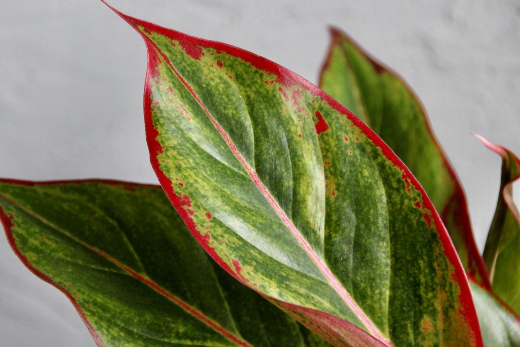 aglaonema-crete-rastlinkovo