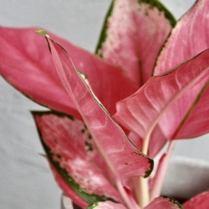 aglaonema-pink-star-rastlinkovo