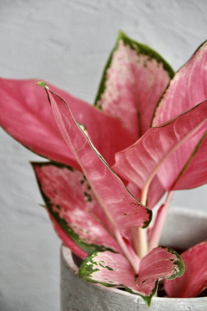 aglaonema-pink-star-rastlinkovo