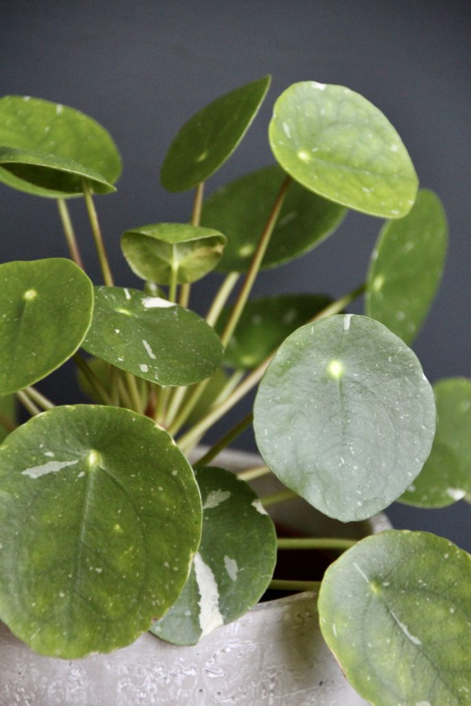 pilea-peperomioides-splash-variegata-rastlinkovo