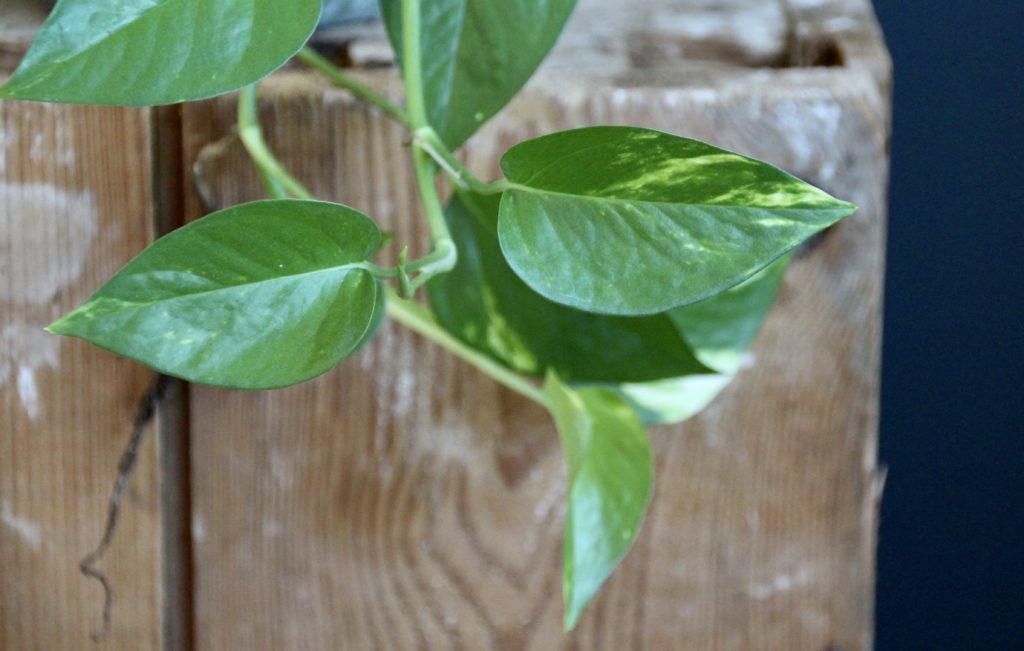 epipremnum-aureum-potosovec-zlaty-rastlinkovo