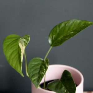 epipremnum-pothos-pinnatum-variegata-rastlinkovo