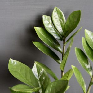 zamioculcas-zamiifolia-rastlinkovo