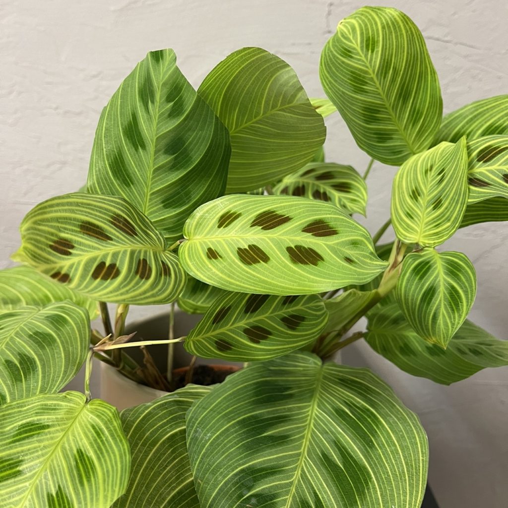 maranta-light-veins-rastlinkovo