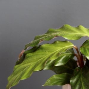 calathea-rufibarba-rastlinkovo