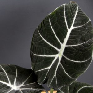 alocasia-black-velvet-rastlinkovo