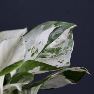 epipremnum-pothos-happy-leaf-rastlinkovo