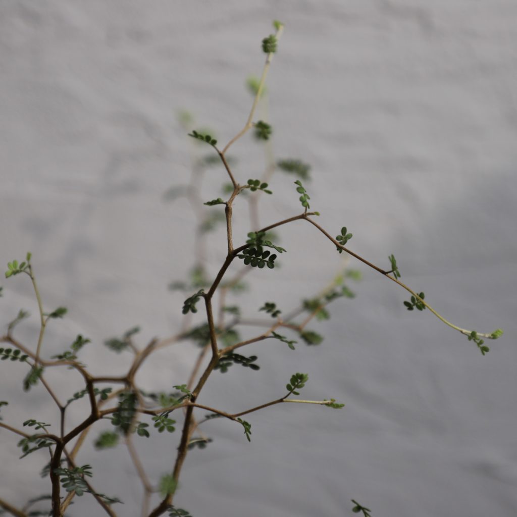 sophora-prostrata-little-baby-rastlinkovo