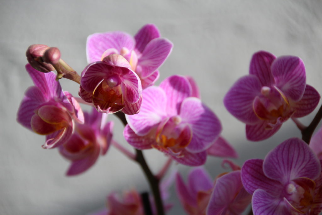 orchidea-phalaenopsis-multiflora-ruzova-rastlinkovo