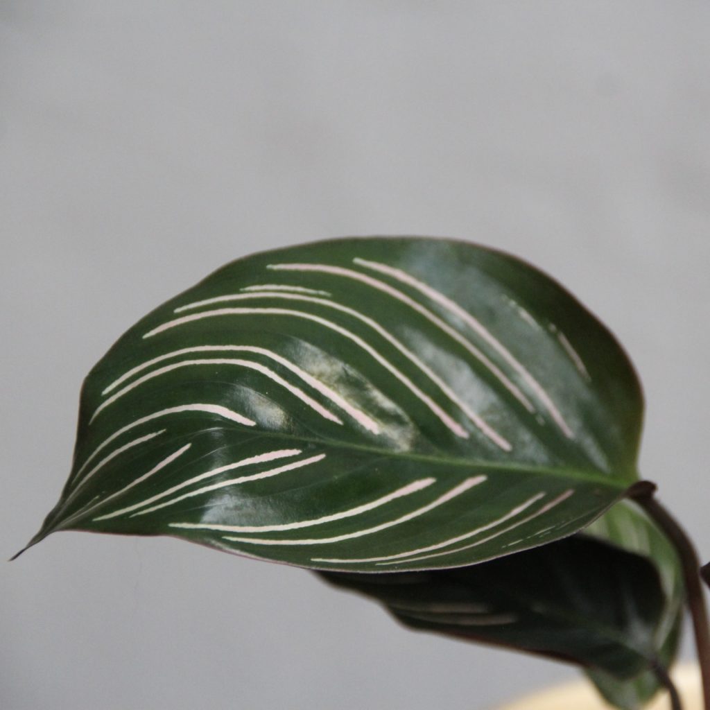 calathea-sanderiana-ornata-rastlinkovo