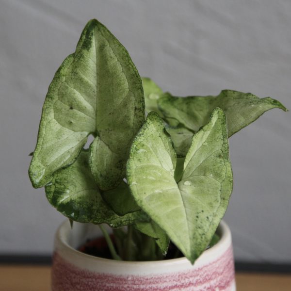 syngonium white butterfly-rastlinkovo