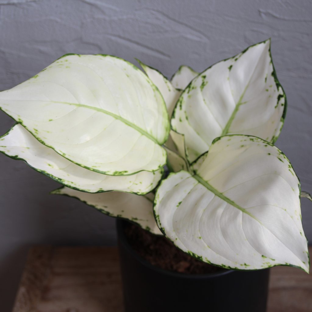 aglaonema-white-joy-rastlinkovo