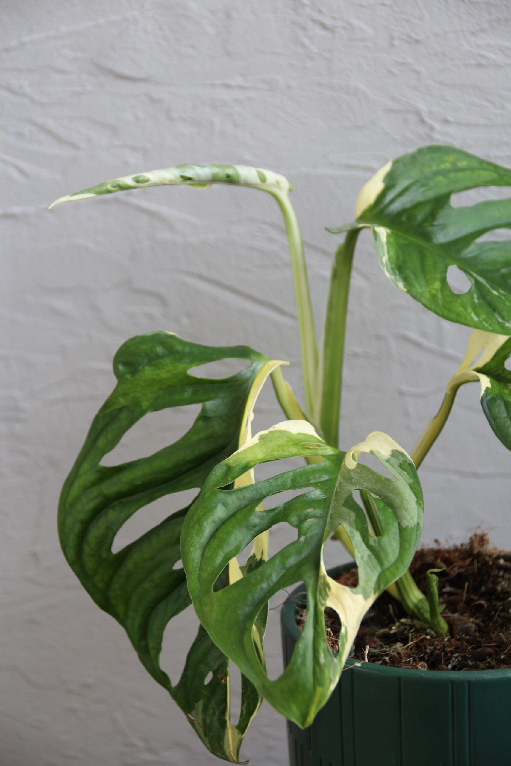 monstera-adansonii-albo-variegata-rastlinkovo