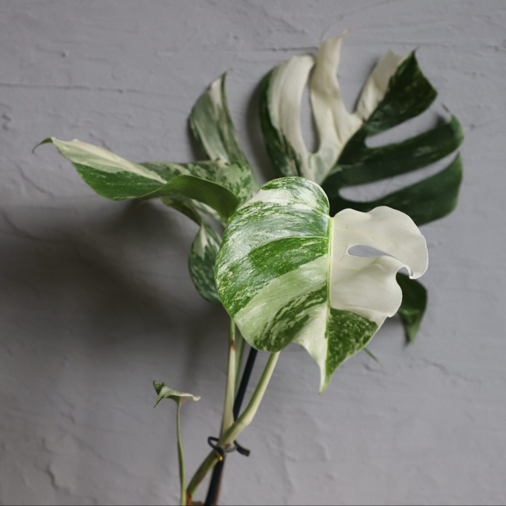 monstera-deliciosa-albo-variegata-rastlinkovo