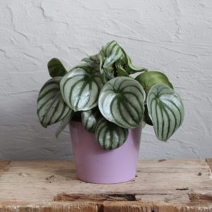 peperomia-watermelon-rastlinkovo