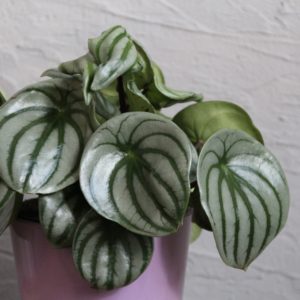 peperomia-watermelon-rastlinkovo