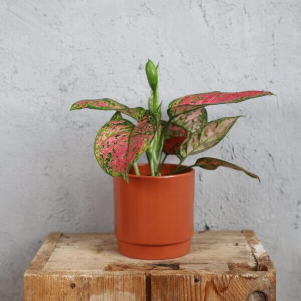 aglaonema-anyamanee-rastlinkovo