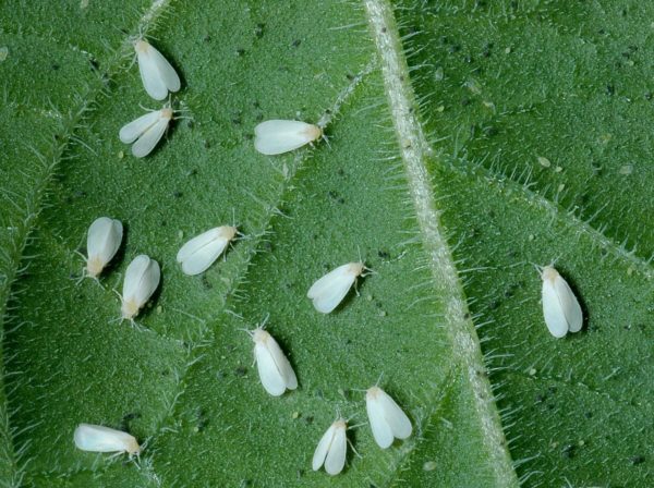 molice-whiteflies-skodce-na-izbovych-rastlinach-rastlinkovo