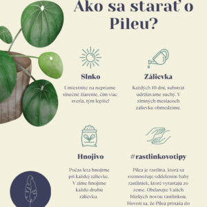 Pilea-rastlinkovo-rastlinkovotipy-ako-sa-starat-o-pileu