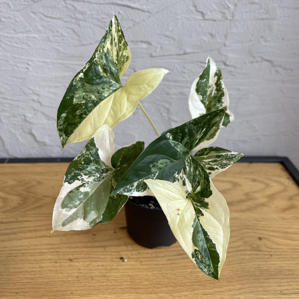 syngonium-podophyllum-albo-variegata-rastlinkovo