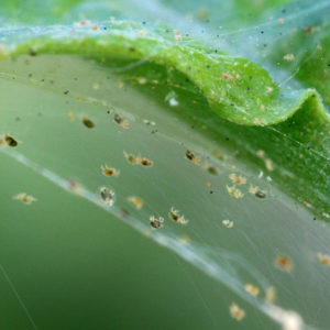 roztocce-spider-mites-skodce-na-rastlinach-rastlinkovo