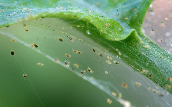 roztocce-spider-mites-skodce-na-rastlinach-rastlinkovo