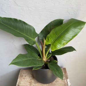 philodendron-imperial-green-rastlinkovo