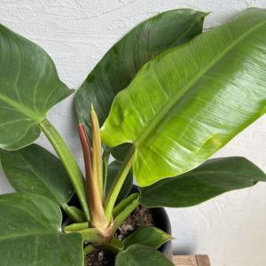 philodendron-imperial-green-rastlinkovo