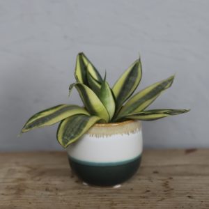 sansevieria-svokrine-jazyky-trifasciata-golden-hahnii-rastlinkovo