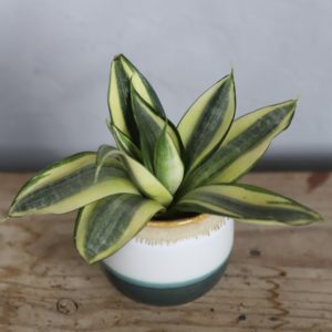 sansevieria-svokrine-jazyky-trifasciata-golden-hahnii-rastlinkovo