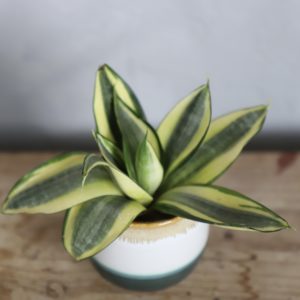 sansevieria-svokrine-jazyky-trifasciata-golden-hahnii-rastlinkovo