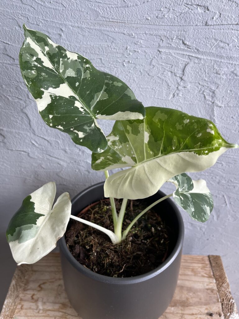 alocasia-macrrorhiza-variegata-rastlinkovo