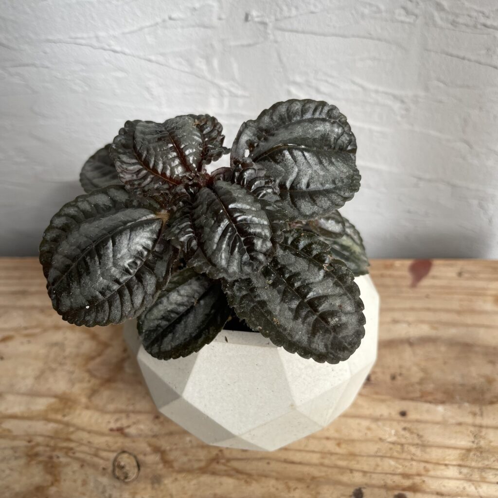 pilea-norfolk-rastlinkovo