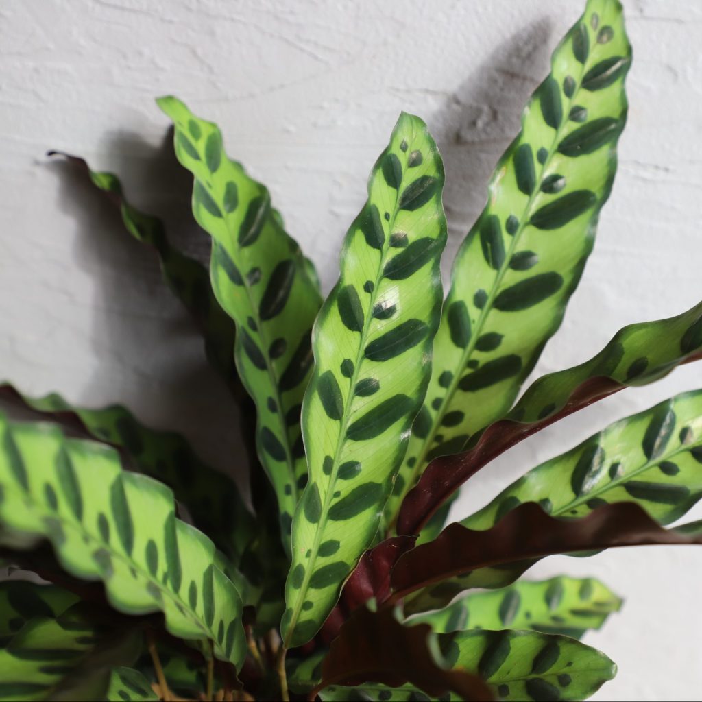 suche-listy-na-calatheach