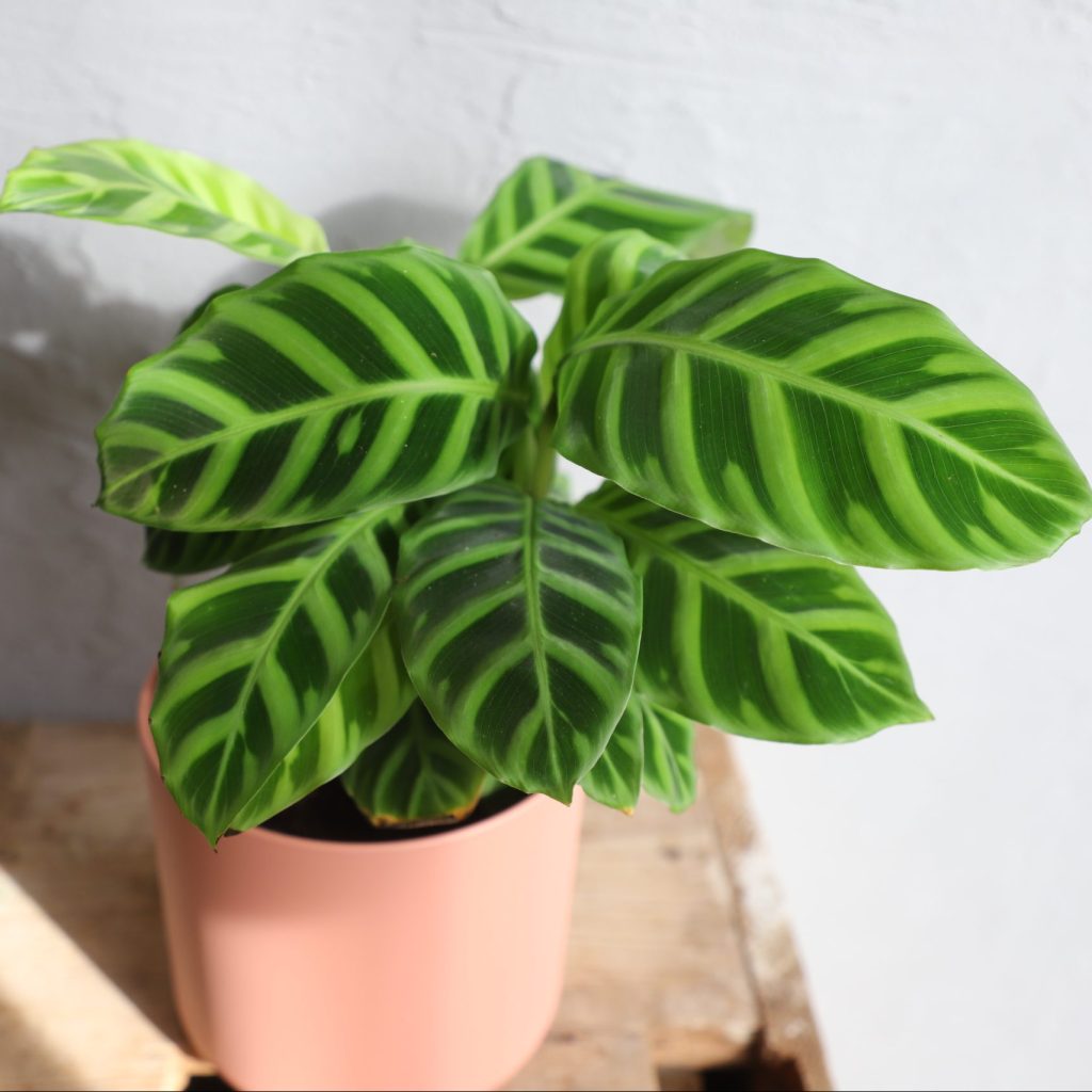 calathea-zebrina-rastlinkovo