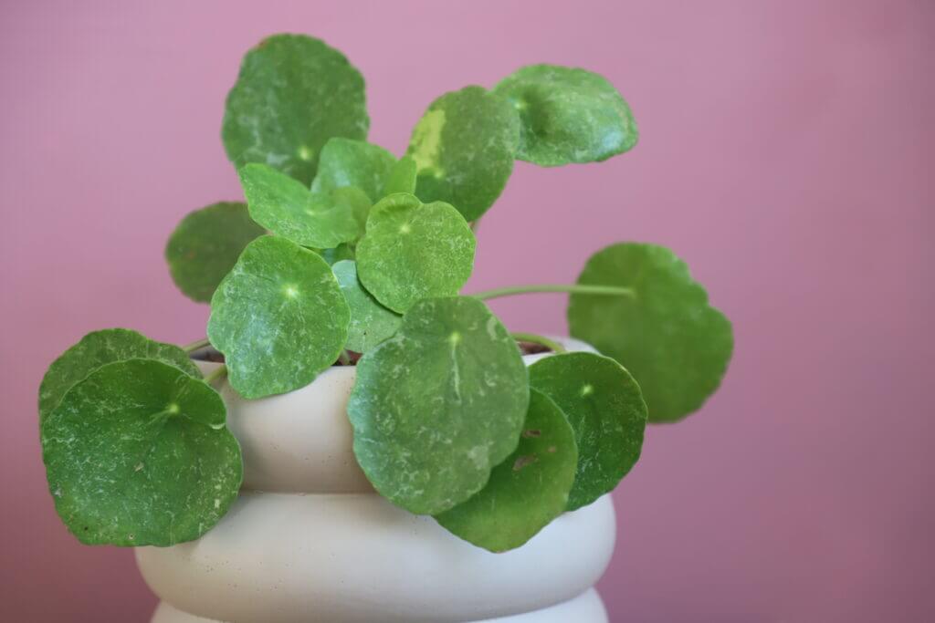 pilea-peperomioides-splash-rastlinkovo