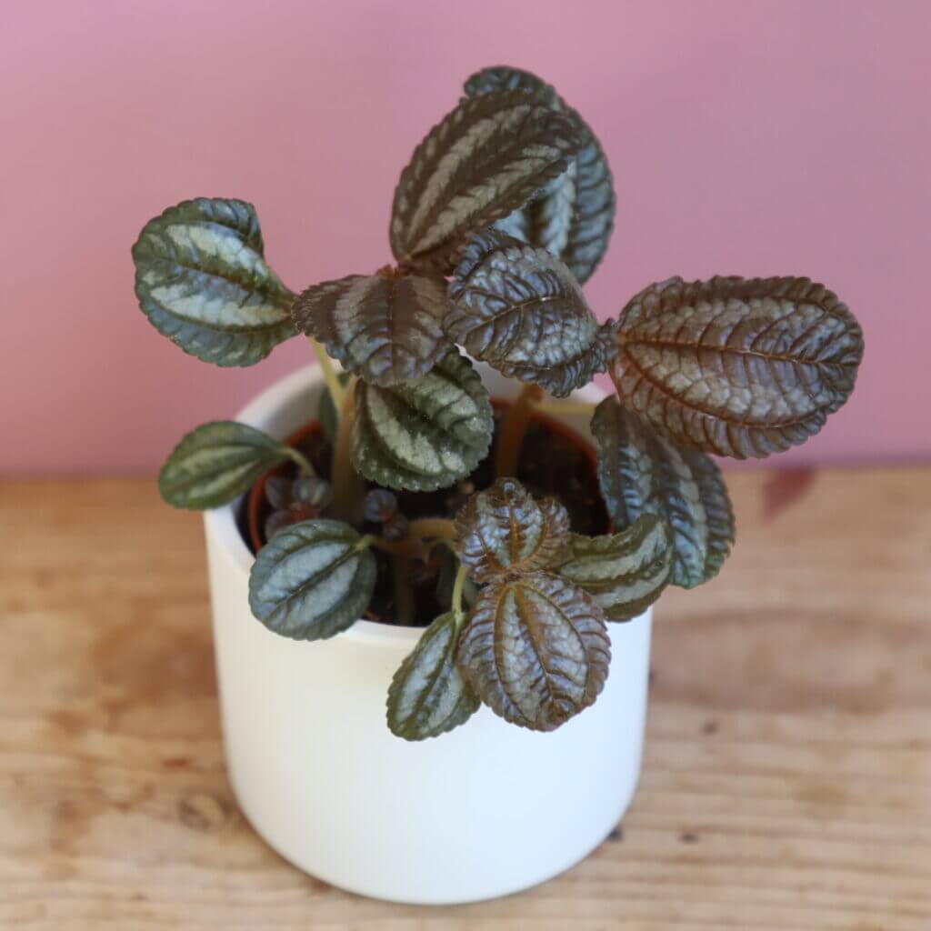 pilea-norfolk-rastlinkovo