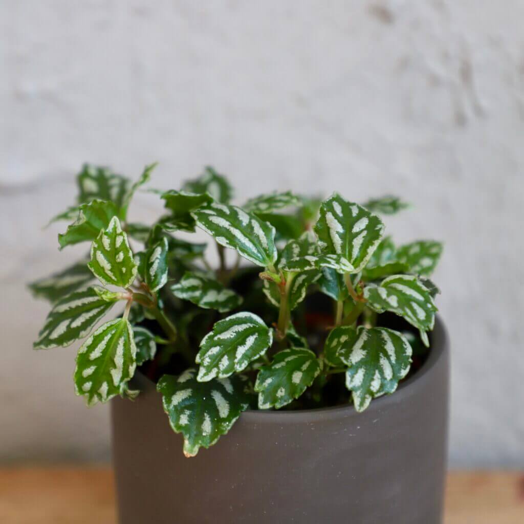 pilea-cadierei-rastlinkovo