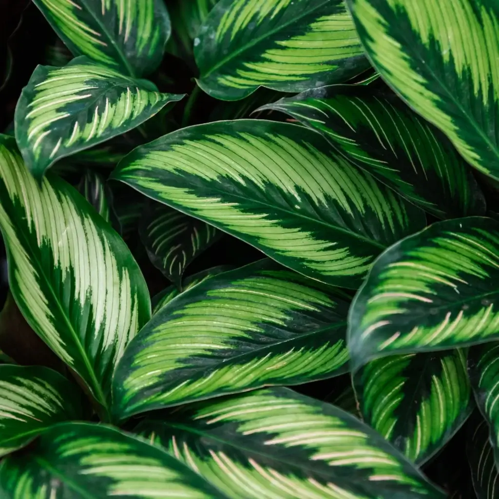 soil-ninja-substrat-calathea-maranta-2-litre-rastlinkovo