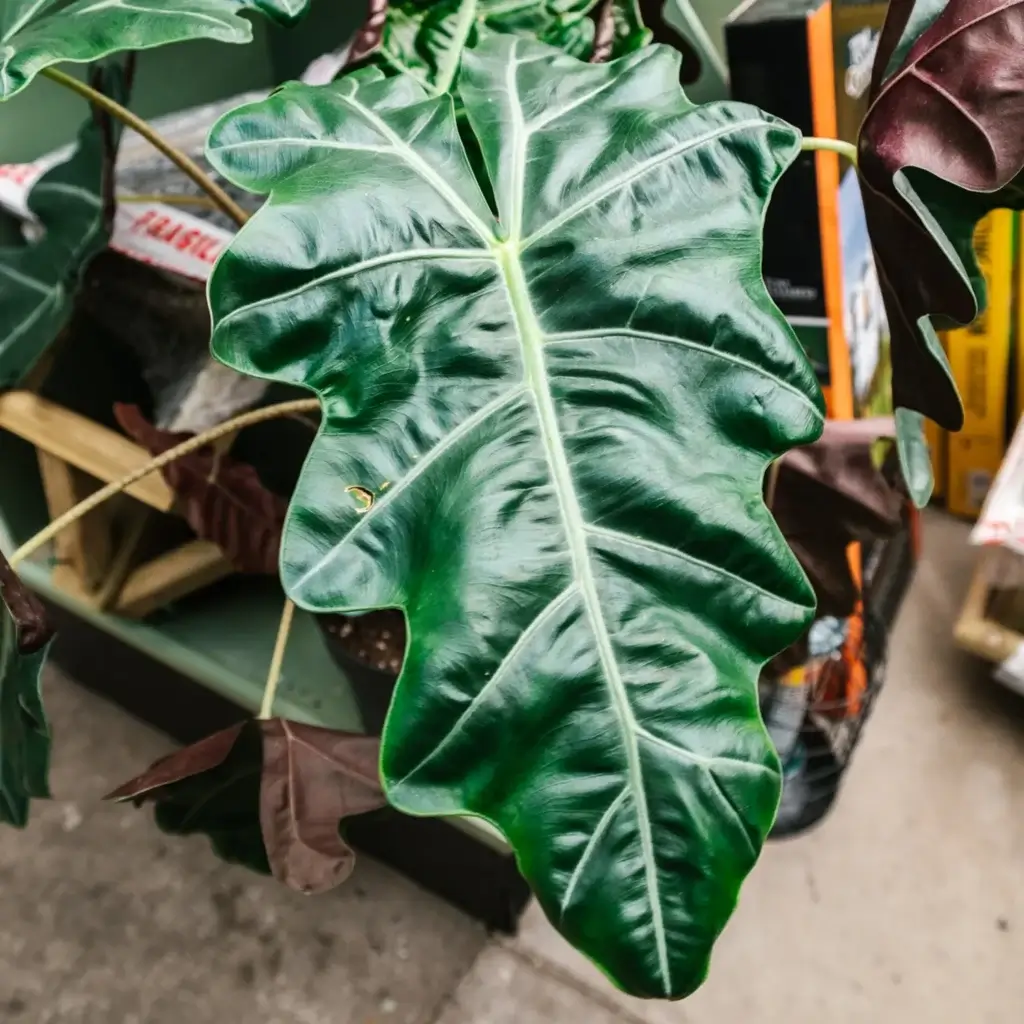 soil-ninja-substrat-alocasia-2-litre-rastlinkovo